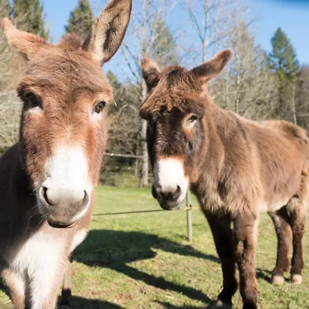 Moulin De Saint Avit فندق مبيت وإفطار *