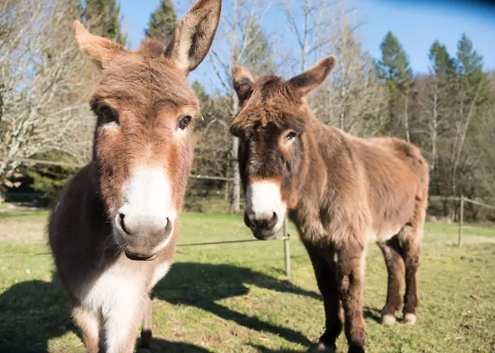 Moulin De Saint Avit Bed & Breakfast *